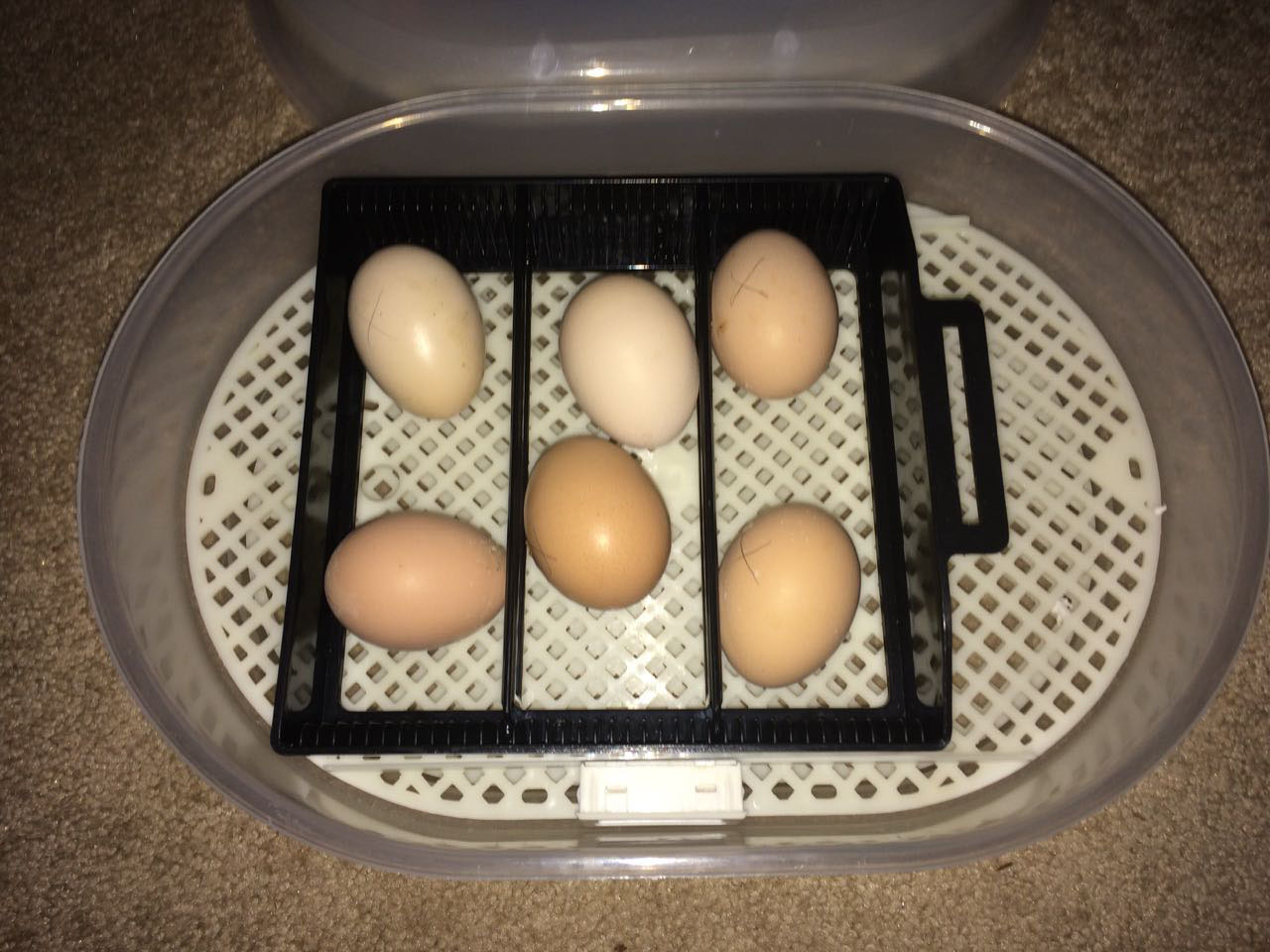 Incubating Chicken Eggs – Mic Roland